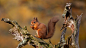 凯恩戈姆山脉中的欧亚红松鼠，苏格兰高地 (© Images from BarbAnna/Getty Images)
微软 Bing 搜索 - 国内版