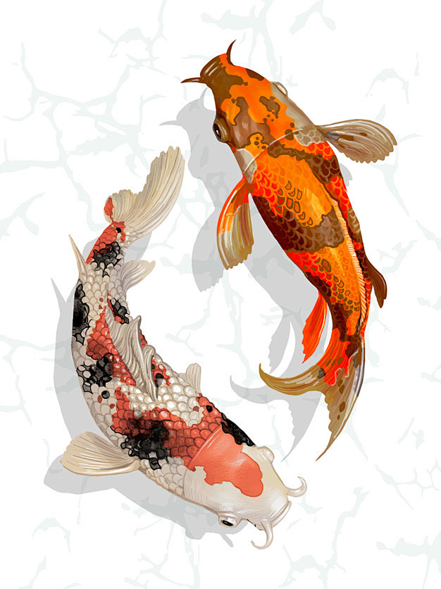 两只日本锦鲤中国风鲤鱼插画