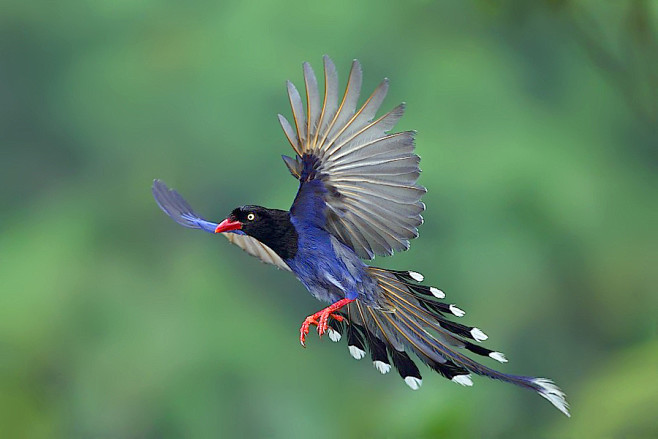 Photograph Happy Fly...