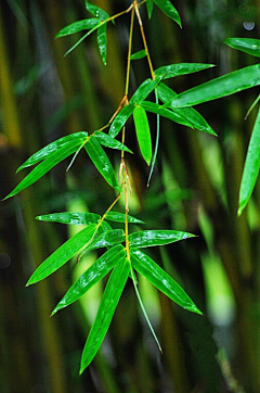 秋逸雅采集到梅兰竹菊