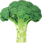 Broccoli PNG image with transparent background