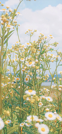 不要回答-静静采集到色 | 花树三千