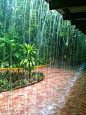 春天的雨，快速溪，澳大利亚
Spring Rain, Rapid Creek, Australia