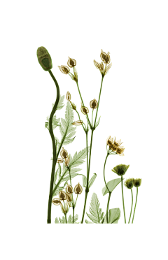 西瓜菇凉懒懒采集到花
