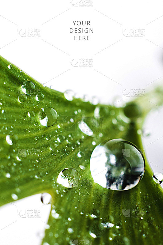 水,特写,叶子,绿色,水滴,大特写,垂直...