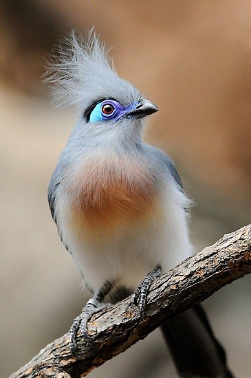 Crested Coua | Birds...