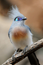 Crested Coua | Birds & Fish