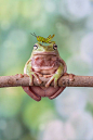 動物逆天？生態攝影 印尼攝影師Lessy Sebastian的作品，他說，一隻厚臉皮的蚱蜢騎在青蛙的頭上，也許青蛙不在意或牠不餓。 動物逆天？生態攝影(700×1050)

