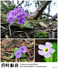 Primula sonchifolia 苣叶报春
#青藏高原野花#№018．苣叶报春，Primula sonchifolia，报春花科，报春花属。杜鹃林下生机惨淡，许是被杜鹃花的分泌物抑制了吧。在残枝败叶之间，精力充沛的紫红色花朵映入眼帘，着实让人欢快了一下子。若说杜鹃林下若鬼庭般阴森压抑，那么这几株报春就是幽暗冥府的一缕日光。（摄影@天冬 ）