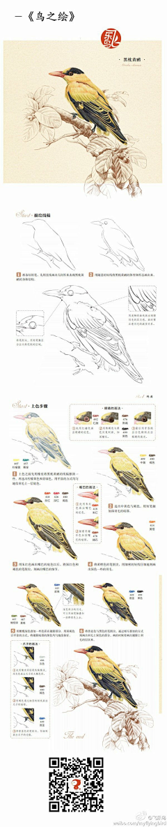 い太普通づ采集到彩铅教程