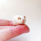 Miniature guinea pig的图片