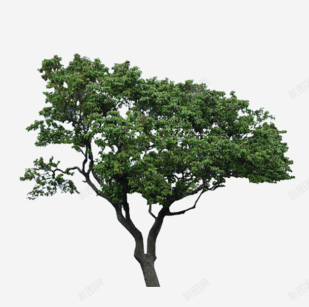 树树木淘宝绿色树木高清素材 树树木淘宝素...