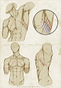 男性人体结构练习，多数是躯干练习。