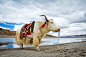 Photograph Tibetian yak by Vladimir Zhoga on 500px