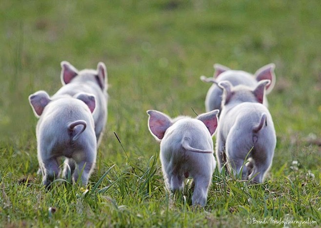 Five piglets head ac...