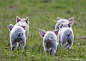 Five piglets head across the fields in search of dinner