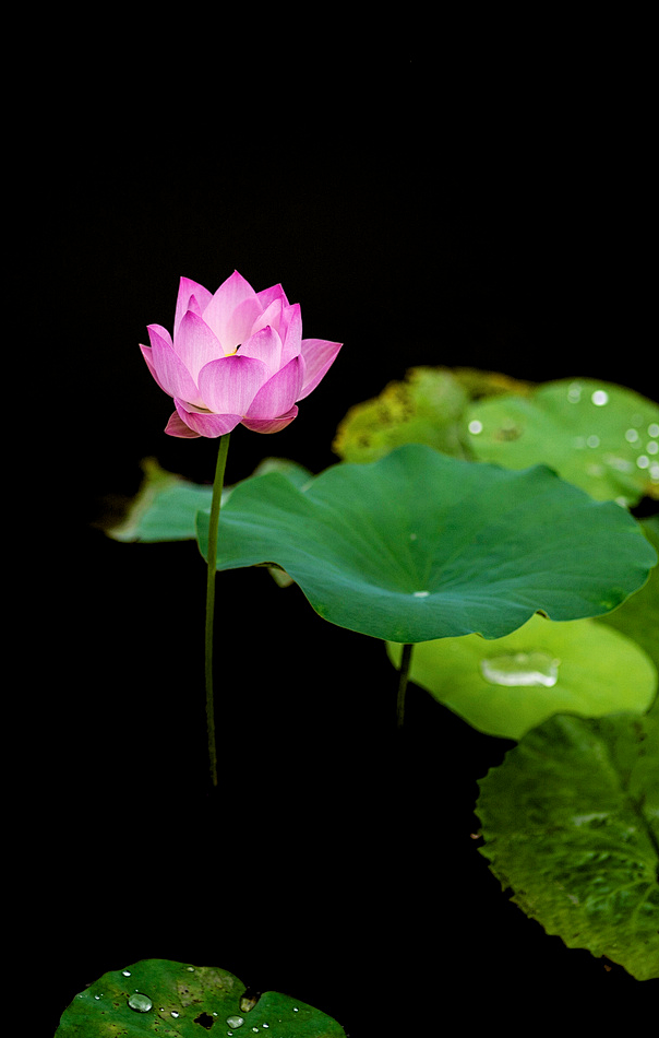 #鲜花# #荷花#  灬铃兰灬采集