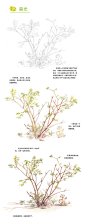 各种植物的水彩插画教程｜来自《水彩绘森活》