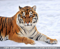 雪地上卧着的一只老虎摄影高清图片