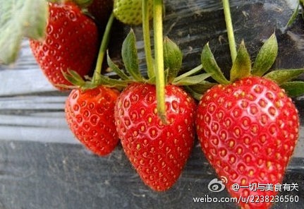 【教大家如何挑水果】1.草莓：别太红，红...