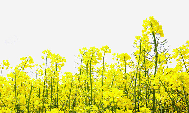 黄色菜花油菜花开高清素材 页面 免费下载...