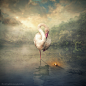 【美图分享】evenliu photomanipulation的作品《flamingo》 #500px#