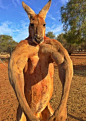 【动物世界】澳洲肌肉袋鼠——大赤袋鼠