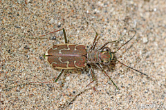 lauccy采集到Insect