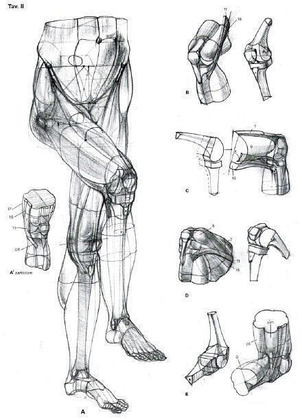 一些膝盖的绘制参考练习，献膝盖不如练膝盖...