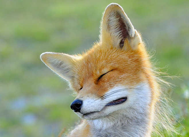 FOX by Hannu Koskela...