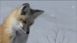 三英尺厚的积雪，狐狸开了透视外挂捕食