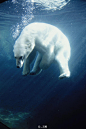 北 极 熊 | Steven Kazlowski