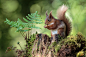 Irish Red Squirrel by Hugh Wilkinson : 1x.com is the world's biggest curated photo gallery online. Each photo is selected by professional curators. Irish Red Squirrel by Hugh Wilkinson