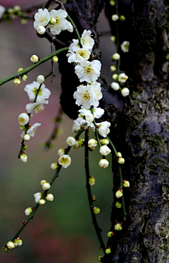 ╰つ卓儿︶ㄣ采集到花香花语录...