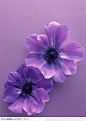 植物背景-两朵紫色花