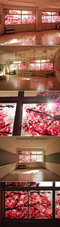 【艺术】日本大地震后出现了一个名为Okurie的艺术项目，目的是在即将拆除的建筑上留下壁画。Yosuke Tan邀请某高中毕业生重回校园，使用27升颜料，在教室窗户印下手印，组成壮观的樱花盛开图。“层叠的花瓣让人感受到春天，在这我度过了高中生活，现在它即将废弃，以此纪念。