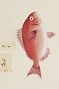 鱼类图鉴●红鲷