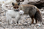 A cat and fox became two unlikely best friends that share a territory and hunt together as well as frequent cuddling. 