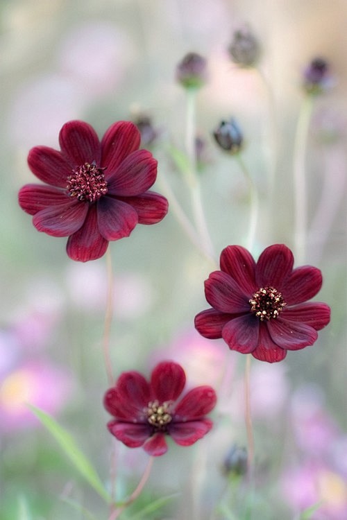 Mandy Disher的花朵摄影图片 ...