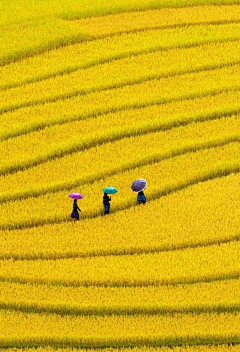 依图采集到夏季卷