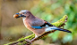 鸦雀
Jay by Sergey  Johansen on 500px