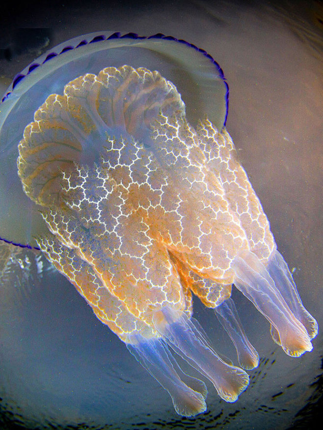 【海洋生物】漂亮的水母