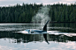 THE CHILD OF MARBLE : Deep in Southeast Alaska, surrounded by whales and bears, lies a remote island known as the Marble island...
