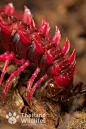 泰国2007年发现的一种新型剧毒节肢动物  红龙蜈蚣
