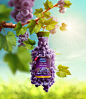 Almarai - Natural Grape : 0 Natural Grape JuiceSenior Art Director: Saif Eldegwi  Photographer: Rita TesandoriPOD: studiobox
