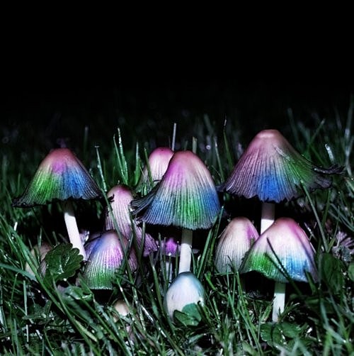 彩色小蘑菇...来自我的名字叫天萌的图片...