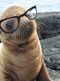 Hipster Seal Pup