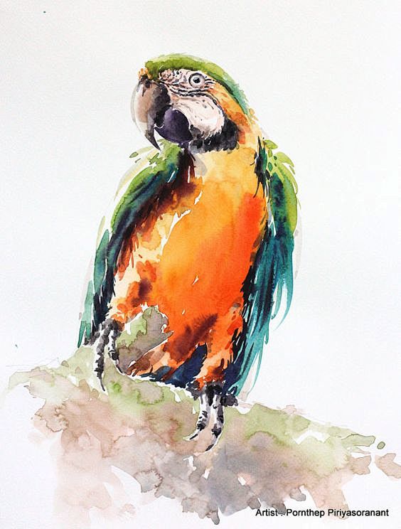 Macaw Parrot bird , ...