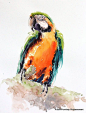 Macaw Parrot bird , Bird watercolor painting, Bird art, watercolor, Art print size 8X10 inch for room décor and special gift No.190: 