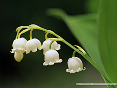 天月君blog采集到花艺